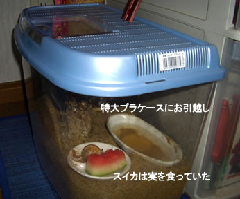 IJhJP[Xɂz